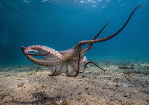 Octopus by Michael Dornellas 